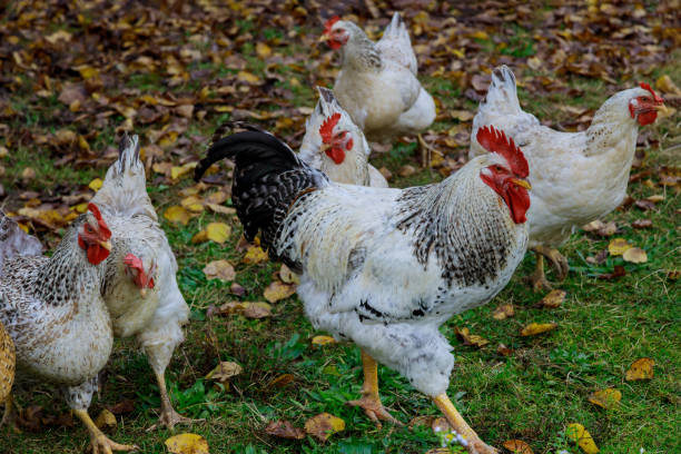 istock Chickens and rooster walking on green grass. 1285290119
