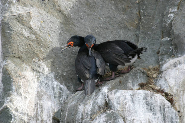 istock Pair of Rock Shag, Phalacrocorax magellanicus 1285291339