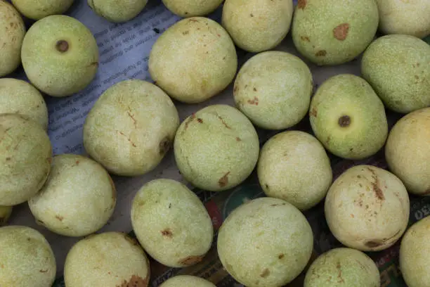 A bulk of light green marula fruit picked up from the trees of Africa