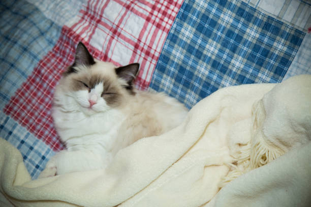 istock Young beautiful purebred Ragdoll cat at home 1285292624