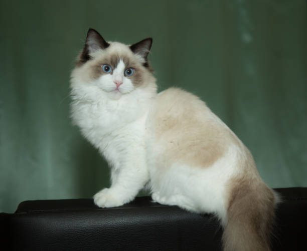 istock Young beautiful purebred Ragdoll cat at home 1285292981