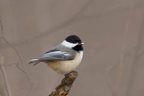 istock Black-capped Chickadee, Poecile atricapillus, perched on twig 1285293008