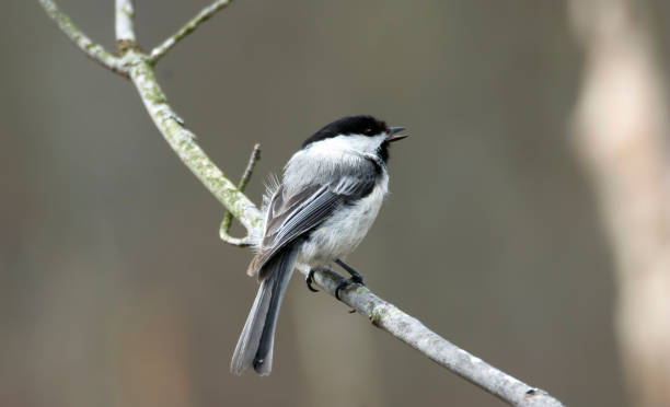 istock Black-capped Chickadee, Poecile atricapillus, perched on branch 1285293021