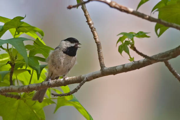 istock Carolina Chickadee, Poecile carolinensis, perched on branch 1285293035