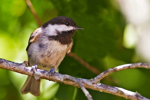 istock Chestnut-backed Chickadee, Poecile rufescens, perched on branch 1285293051