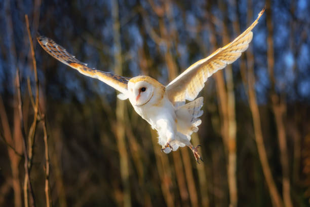 istock The barn owl, Tyto alba, flying in the sunset 1285293219
