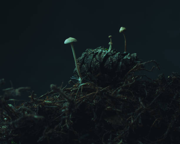 istock Little mushrooms grown in a pinecone on a forest ground. 1285293421