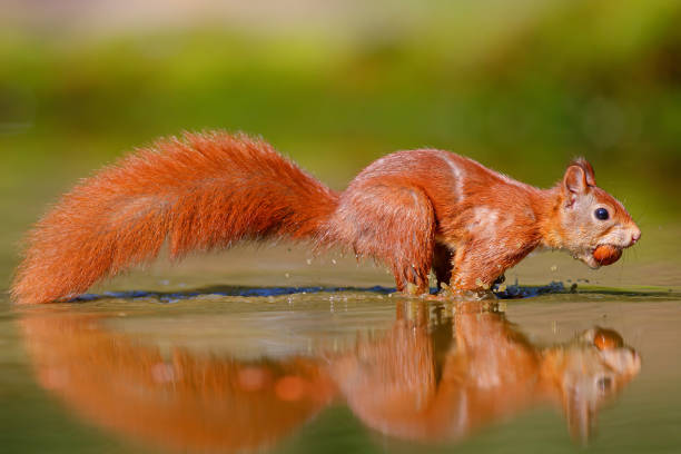 istock Eurasian red squirrel in the forest 1285294243