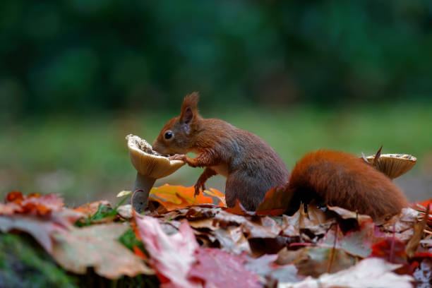 istock Eurasian red squirrel in the forest 1285294546