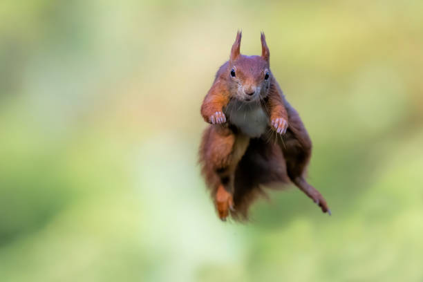 istock Eurasian red squirrel in the forest 1285294567