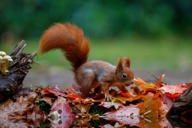 Eurasian red squirrel (Sciurus vulgaris) searching for food in the forest in the South of the Netherlands.