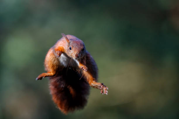 istock Eurasian red squirrel in the forest 1285294631