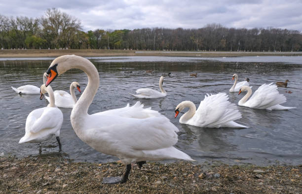 istock large swan posing against the backdrop of a pond 1285296295