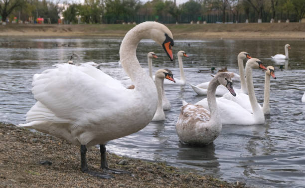 istock large swan posing against the backdrop of a pond 1285296327
