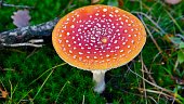 fliegen-agaric-rot-gef%C3%A4rbte-pilze.j