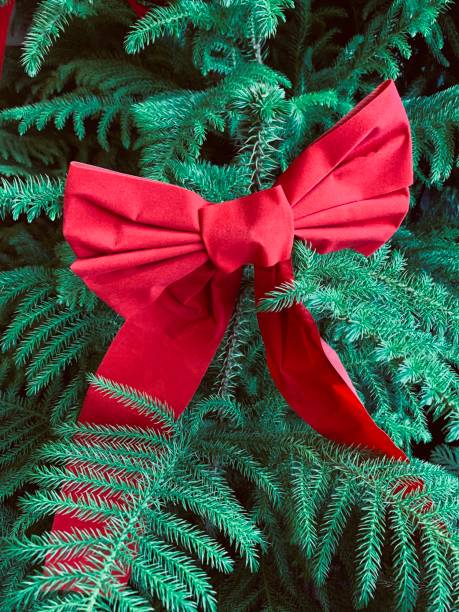 Red Bow in Norfolk Pine Tree Red Christmas bow on pine tree araucaria heterophylla stock pictures, royalty-free photos & images
