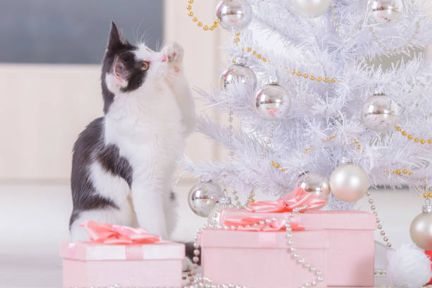 Cute little Little cat sitting with Christmas gifts and playing with Christmas tree ornaments