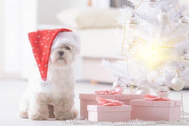 istock Little dog wearing Santa Claus hat 1285298040