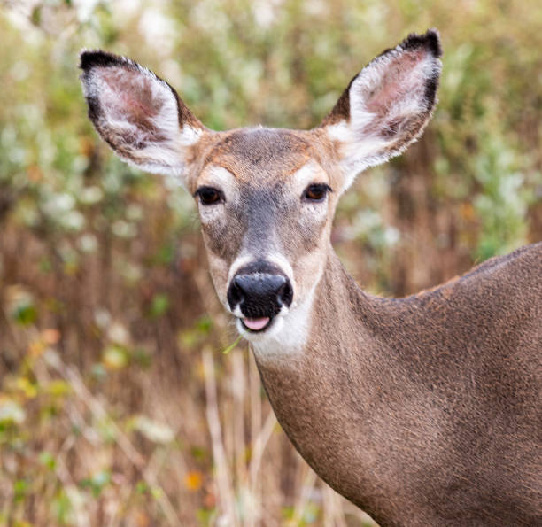 istock Close up of a deer's face 1285298450