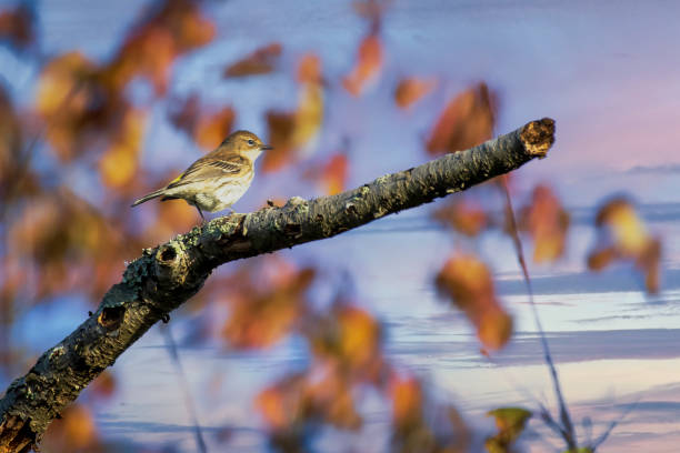 istock Yellow rumped warbler on tree branch with colorful sky 1285299565