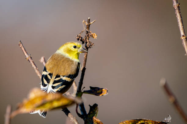 goldfinch in winter colors perched on branch - american goldfinch branch perching finch imagens e fotografias de stock