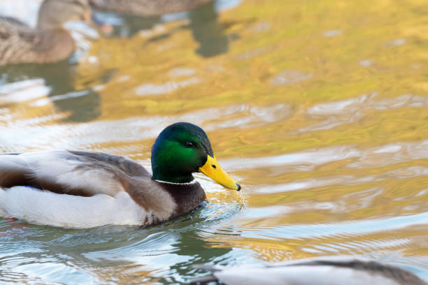 istock A wild duck's Drake with a yellow beak. 1285299812