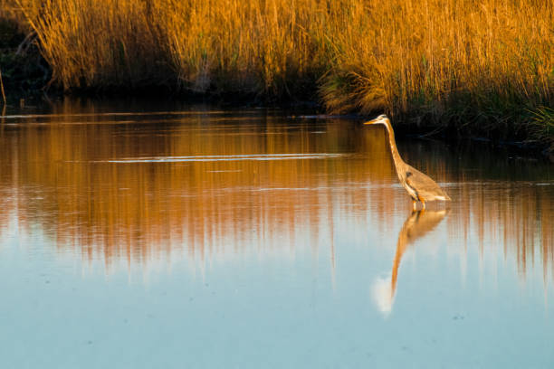 Great blue heron in colorful marsh landscape