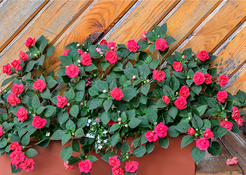 Red terry balsam flowers in pot in garden near wooden wall. Impatiens balsamina, also known as busy Lizzie, sultana or impatiens walleriana.  Floriculture or gardening concept, blossoming plant