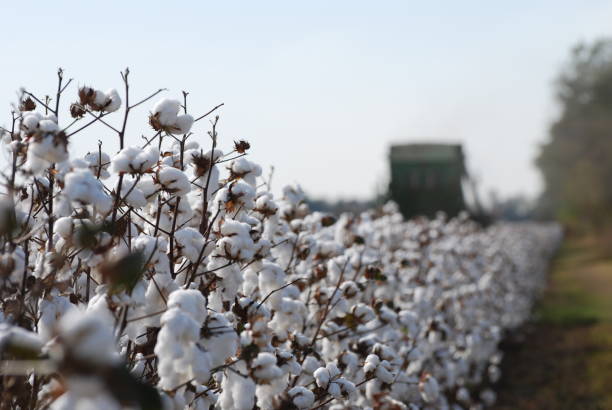 istock Missouri Cotton Farm and Harvest 1285301540