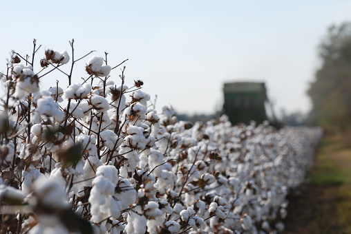 Beautiful cotton harvest shots shows elements involved in cotton harvesting and the plant itself.