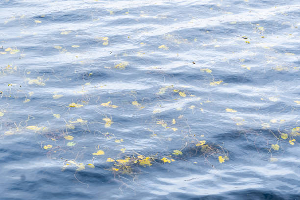 Free picture: floating, yellow leaves, reflection, water, sunrays, blur ...