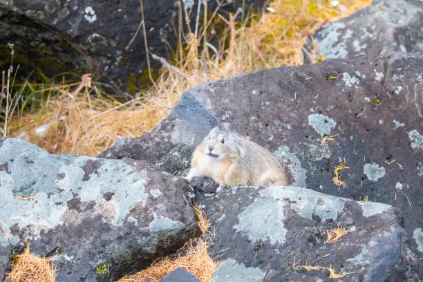 Photo of A cute Pika in the Aershan Grand Canyon