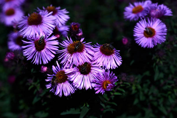 istock Soft focus on purple chrysanthemums heads with bees. Defocused, blurred background. Close up 1285301933