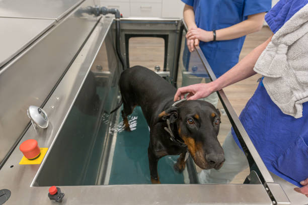 istock Animal health through prevention. Underwater treadmill. 1285301977