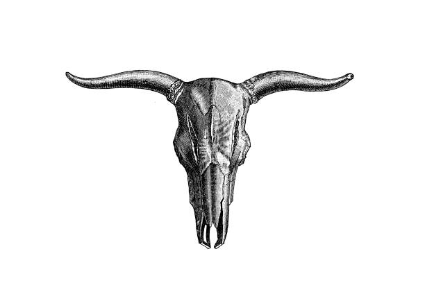 istock Aurochs, also known as urus or ure (Bos primigenius), is an extinct species of large wild cattle that inhabited Asia, Europe, and North Africa 1285303211