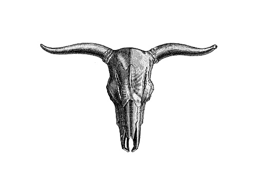 Illustration of the aurochs, also known as urus or ure (Bos primigenius), is an extinct species of large wild cattle that inhabited Asia, Europe, and North Africa