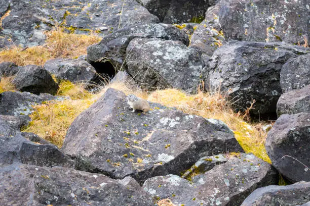 Photo of A cute Pika in the Aershan Grand Canyon