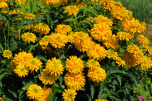 Heliopsis helianthoides (Sonnenauge) flowers