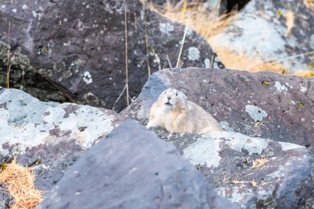 istock A cute Pika in the Aershan Grand Canyon 1285303661