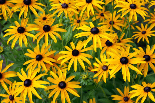 루드베키아 풀기다 데아미(소넨후트) 꽃 - yellow flower black eyed susan summer 뉴스 사진 이미지