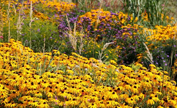 Flowerbed with Rudbeckia Fulgida Deamii (Sonnenhut) flowers and Verbena Bonariensis (Eisenkraut) flowers and ornamental grasses.