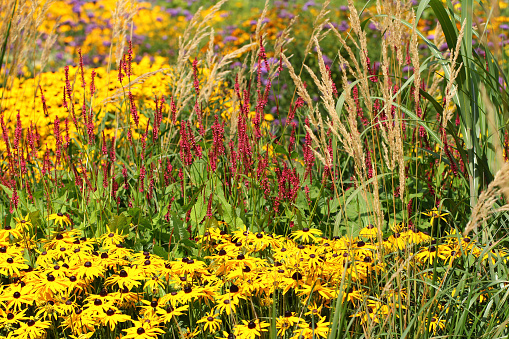 Flowerbed with Rudbeckia Fulgida Deamii (Sonnenhut) flowers, Bistorta Amplexi Caullis (Kerzen-Knöterich) flowers and ornamental grasses.