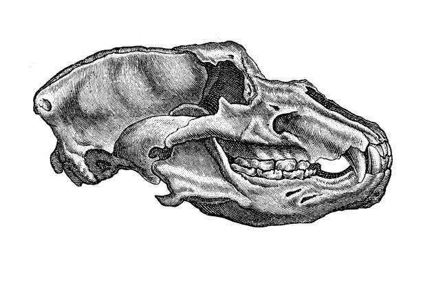 череп пещерного медведя (ursus spelaeus), плейстоцен - cave bear stock illustrations