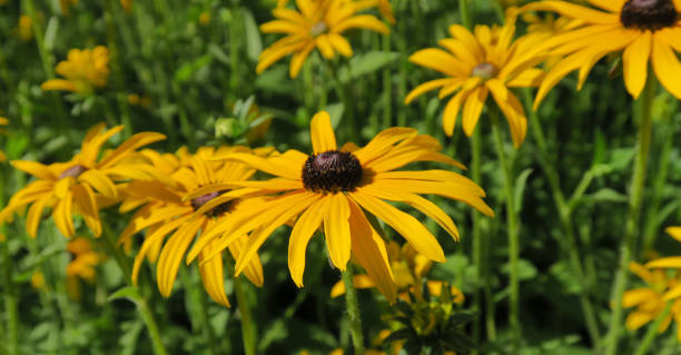 istock Rudbeckia Fulgida Deamii (Sonnenhut) flowers 1285303941