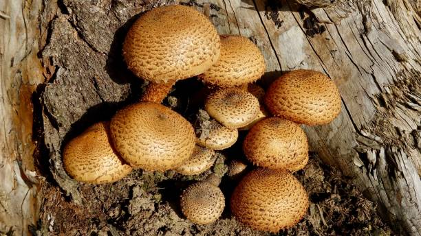 istock Mushrooms in the autumn forest 1285304662