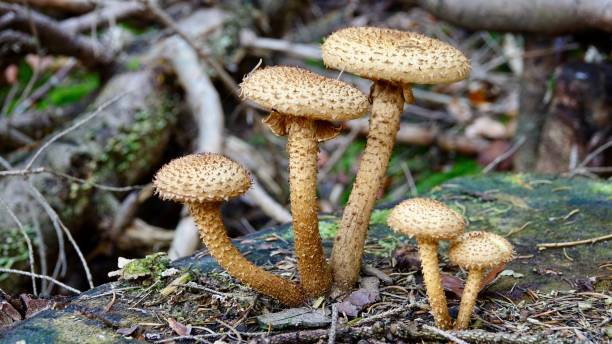 istock Mushrooms in the autumn forest 1285304791
