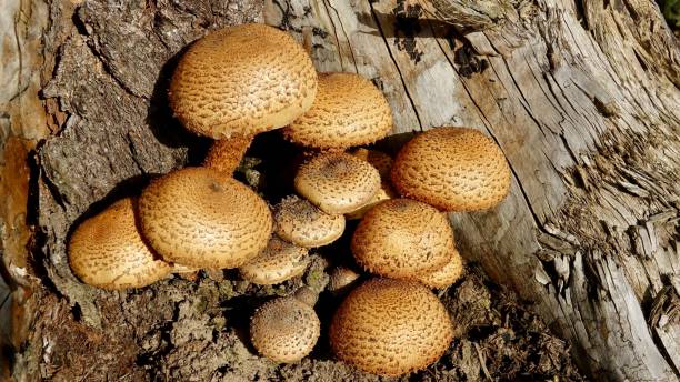istock Mushrooms in the autumn forest 1285304894