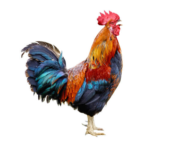 Colorful Rooster isolated on white background Beautiful Colorful Rooster, crowing cock isolated on a white background bantam stock pictures, royalty-free photos & images