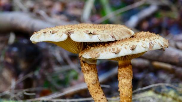 istock Mushrooms in the autumn forest 1285305260