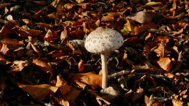 istock Mushrooms in the autumn forest 1285305381